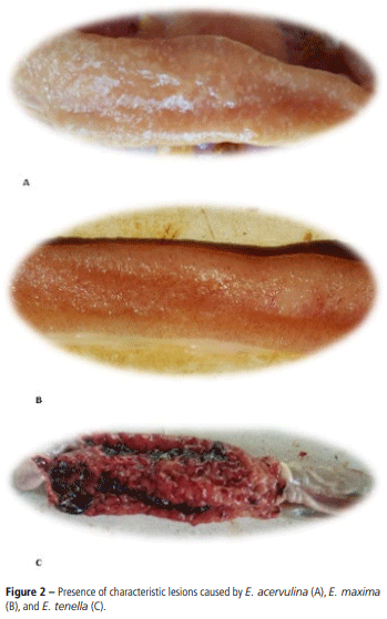 Figure 2 – Presence of characteristic lesions caused by E. acervulina (A), E. maxima (B), and E. tenella (C).
