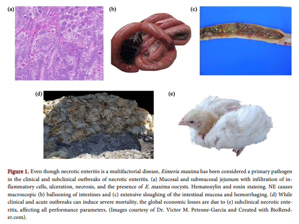 Figure 1. Even though necrotic enteritis is a multifactorial disease, Eimeria maxima has been considered a primary pathogen in the clinical and subclinical outbreaks of necrotic enteritis. (a) Mucosal and submucosal jejunum with infiltration of inflammatory cells, ulceration, necrosis, and the presence of E. maxima oocysts. Hematoxylin and eosin staining. NE causes macroscopic (b) ballooning of intestines and (c) extensive sloughing of the intestinal mucosa and hemorrhaging. (d) While clinical and acute outbreaks can induce severe mortality, the global economic losses are due to (e) subclinical necrotic enteritis, affecting all performance parameters. (Images courtesy of Dr. Victor M. Petrone-Garcia and Created with BioRender.com).