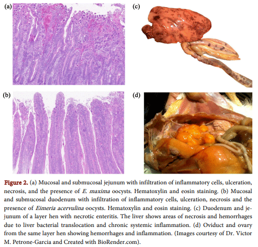 Figure 2. (a) Mucosal and submucosal jejunum with infiltration of inflammatory cells, ulceration, necrosis, and the presence of E. maxima oocysts. Hematoxylin and eosin staining. (b) Mucosal and submucosal duodenum with infiltration of inflammatory cells, ulceration, necrosis and the presence of Eimeria acervulina oocysts. Hematoxylin and eosin staining. (c) Duodenum and jejunum of a layer hen with necrotic enteritis. The liver shows areas of necrosis and hemorrhages due to liver bacterial translocation and chronic systemic inflammation. (d) Oviduct and ovary from the same layer hen showing hemorrhages and inflammation. (Images courtesy of Dr. Victor M. Petrone-Garcia and Created with BioRender.com).