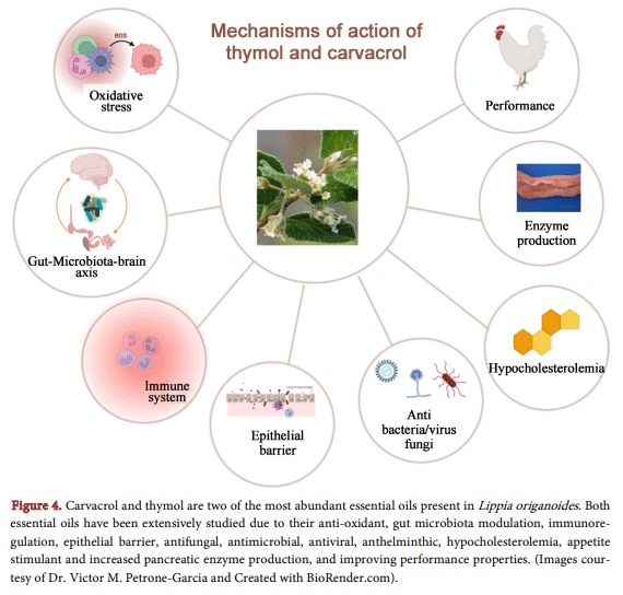 Figure 4. Carvacrol and thymol are two of the most abundant essential oils present in Lippia origanoides. Both essential oils have been extensively studied due to their anti-oxidant, gut microbiota modulation, immunoregulation, epithelial barrier, antifungal, antimicrobial, antiviral, anthelminthic, hypocholesterolemia, appetite stimulant and increased pancreatic enzyme production, and improving performance properties. (Images courtesy of Dr. Victor M. Petrone-Garcia and Created with BioRender.com).