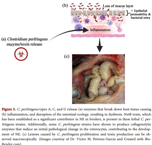 Figure 3. C. perfringens types A, C, and G release (a) enzymes that break down host tissue causing (b) inflammation, and disruption of the intestinal ecology, resulting in dysbiosis. NetB toxin, which has been established as a significant contributor in NE in broilers, is present in these lethal C. perfringens strains. Additionally, some C. perfringens strains have shown to produce collagenolytic enzymes that induce an initial pathological change in the enterocytes, contributing to the development of NE. (c) Lesions caused by C. perfringens proliferation and toxin production can be observed macroscopically. (Images courtesy of Dr. Victor M. Petrone-Garcia and Created with BioRender.com).