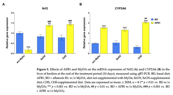 Figure 5. Effects of AFB1 and MyDA on the mRNA expression of Nrf2 (A) and CYP2A6 (B) in the liver of broilers at the end of the treatment period (10 days), measured using qRT-PCR. BD, basal diet; AFB1, BD + aflatoxin B1; w/o MyDA, diet not supplemented with MyDa; SeOX, SeOX-supplemented diet; CHS, CHS-supplemented diet. Data are expressed as mean ± SEM, n = 8 (** p < 0.01 vs. BD w/o MyDA; *** p < 0.001 vs. BD w/o MyDA; ## p < 0.01 vs. BD + AFB1 w/o MyDA; ### p < 0.001 vs. BD + AFB1 w/o MyDA).