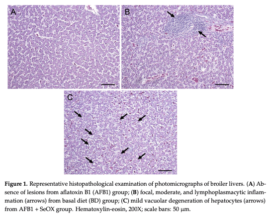 Figure 1. Representative histopathological examination of photomicrographs of broiler livers. (A) Absence of lesions from aflatoxin B1 (AFB1) group; (B) focal, moderate, and lymphoplasmacytic inflammation (arrows) from basal diet (BD) group; (C) mild vacuolar degeneration of hepatocytes (arrows) from AFB1 + SeOX group. Hematoxylin-eosin, 200X; scale bars: 50 µm