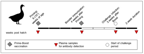 Immunogenicity and Protective Efficacy of Five Vaccines Against Highly Pathogenic Avian Influenza Virus H5N1, Clade 2.3.4.4b, in Fattening Geese - Image 1