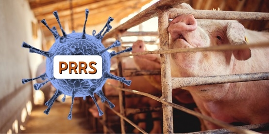 Understanding PRRS: Causes, Symptoms, and Management - Image 1