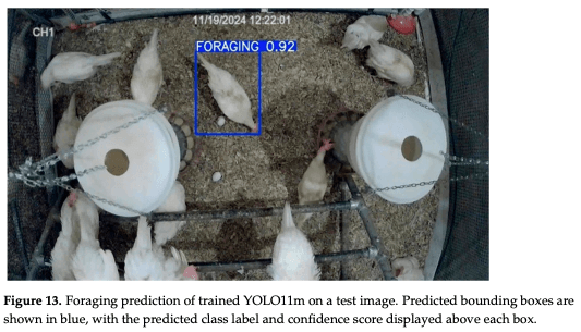 Figure 13. Foraging prediction of trained YOLO11m on a test image. Predicted bounding boxes are shown in blue, with the predicted class label and confidence score displayed above each box.