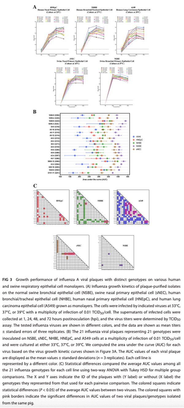 FIG 3 Growth performance of influenza A viral plaques with distinct genotypes on various human and swine respiratory epithelial cell monolayers. (A) Influenza growth kinetics of plaque­purified isolates on the normal swine bronchial epithelial cell (NSBE), swine nasal primary epithelial cell (sNEC), human bronchial/tracheal epithelial cell (NHBE), human nasal primary epithelial cell (HNEpC), and human lung carcinoma epithelial cell (A549) grown as monolayers. The cells were infected by indicated viruses at 33°C, 37°C, or 39°C with a multiplicity of infection of 0.01 TCID50/cell. The supernatants of infected cells were collected at 1, 24, 48, and 72 hours postinoculation (hpi), and the virus titers were determined by TCID50 assay. The tested influenza viruses are shown in different colors, and the data are shown as mean titers ± standard errors of three replicates. (B) The 21 influenza viral plaques representing 21 genotypes were inoculated on NSBE, sNEC, NHBE, HNEpC, and A549 cells at a multiplicity of infection of 0.01 TCID50/cell and were cultured at either 33°C, 37°C, or 39°C. We computed the area under the curve (AUC) for each virus based on the virus growth kinetic curves shown in Figure 3A. The AUC values of each