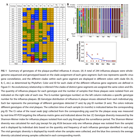FIG 1 Summary of genotypes of the plaque­purified influenza A viruses. (A) A total of 244 influenza plaques were wholegenome sequenced and genotyped based on the clade assignment of each gene segment. Each row represents specific virus gene constellation, and the different clades within each gene segment are displayed in different colors with clade IDs (A, B, C, etc.) as determined by PhyloPart. Color and ID for each clade of the different influenza gene segments are defined in Figure S1. No evolutionary relationship is inferred if the clades of distinct gene segments are assigned the same colors and IDs. The quantity of influenza plaques for each genotype and the number of samples that these plaques were isolated from are indicated on the right side of each row. The G-number (genotype number) on the left column indicates a specific genotype number for the influenza plaques. (B) Genotype distribution of influenza A plaque viruses obtained from each individual pig. Each bar represents the percentage of different genotypes detected (Y axis) by pig ID number (X axis). The colors indicate different genotypes of the viral plaques. The collection time of each sample (in months) is indicated below the corresponding pig ID. The Ct value of the nasal swab (pig) collected from the corresponding pig used for the plaque assay was measured by real-time RT-PCR targeting the influenza matrix gene and indicated above the bar. (C) Genotype diversity measured by the Shannon-Weiner index for influenza plaques isolated from each pig throughout the surveillance period. The Shannon-Weiner diversity was calculated for each pig (except for pig #526 because only one influenza plaque was isolated from the sample) and is displayed by individual dots based on the quantity and frequency of each influenza genotype identified in each pig. The viral genotypic diversity is displayed by month when the samples were collected, and the blue line connects the average diversity calculated among samples collected in each corresponding month.
