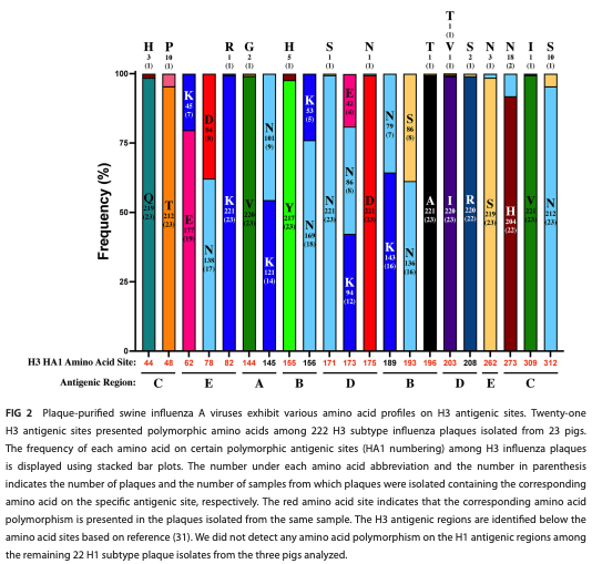 FIG 2 Plaque­purified swine influenza A viruses exhibit various amino acid profiles on H3 antigenic sites. Twenty-one H3 antigenic sites presented polymorphic amino acids among 222 H3 subtype influenza plaques isolated from 23 pigs. The frequency of each amino acid on certain polymorphic antigenic sites (HA1 numbering) among H3 influenza plaques is displayed using stacked bar plots. The number under each amino acid abbreviation and the number in parenthesis indicates the number of plaques and the number of samples from which plaques were isolated containing the corresponding amino acid on the specific antigenic site, respectively. The red amino acid site indicates that the corresponding amino acid polymorphism is presented in the plaques isolated from the same sample. The H3 antigenic regions are identified below the amino acid sites based on reference (31). We did not detect any amino acid polymorphism on the H1 antigenic regions among the remaining 22 H1 subtype plaque isolates from the three pigs analyzed.
