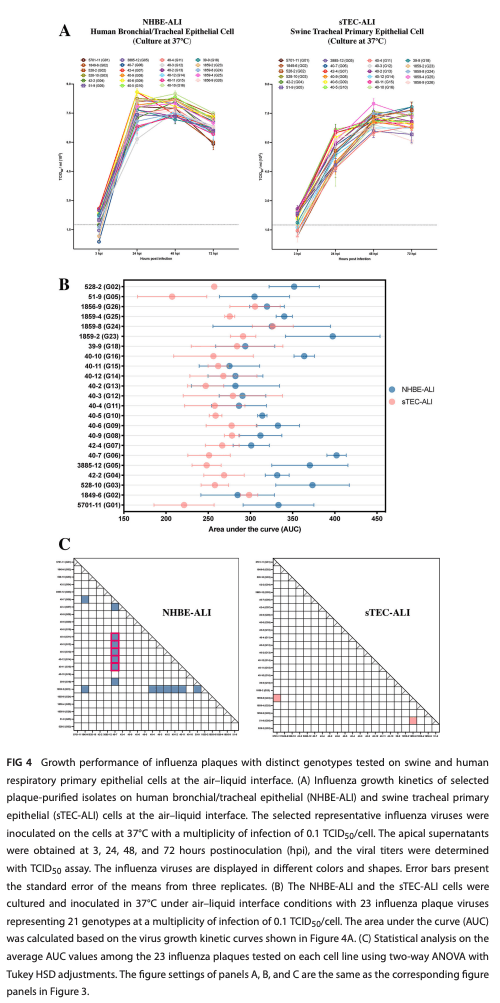 FIG 4 Growth performance of influenza plaques with distinct genotypes tested on swine and human respiratory primary epithelial cells at the air–liquid interface. (A) Influenza growth kinetics of selected plaque­purified isolates on human bronchial/tracheal epithelial (NHBE-ALI) and swine tracheal primary epithelial (sTEC-ALI) cells at the air–liquid interface. The selected representative influenza viruses were inoculated on the cells at 37°C with a multiplicity of infection of 0.1 TCID50/cell. The apical supernatants were obtained at 3, 24, 48, and 72 hours postinoculation (hpi), and the viral titers were determined with TCID50 assay. The influenza viruses are displayed in different colors and shapes. Error bars present the standard error of the means from three replicates. (B) The NHBE-ALI and the sTEC-ALI cells were cultured and inoculated in 37°C under air–liquid interface conditions with 23 influenza plaque viruses representing 21 genotypes at a multiplicity of infection of 0.1 TCID50/cell. The area under the curve (AUC) was calculated based on the virus growth kinetic curves shown in Figure 4A. (C) Statistical analysis on the average AUC values among the 23 influenza plaques tested on each cell line using two-way ANOVA with Tukey HSD adjustments. The figure settings of panels A, B, and C are the same as the corresponding figure panels in Figure 3.