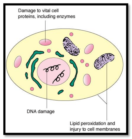 Fig 3: cellular damage by free radicals.