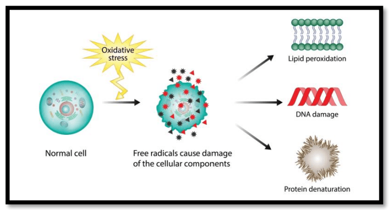 Role of polyphenols beyond antioxidants in poultry - Image 5