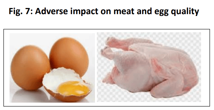 Role of polyphenols beyond antioxidants in poultry - Image 9
