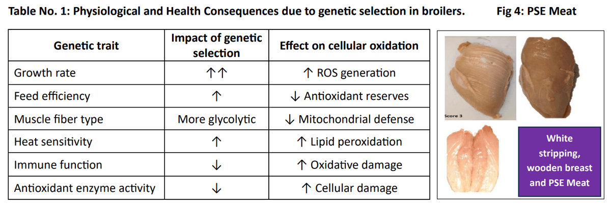 Role of polyphenols beyond antioxidants in poultry - Image 3