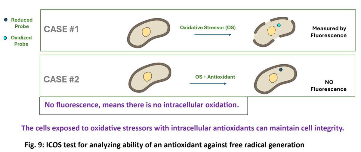 Role of polyphenols beyond antioxidants in poultry - Image 21