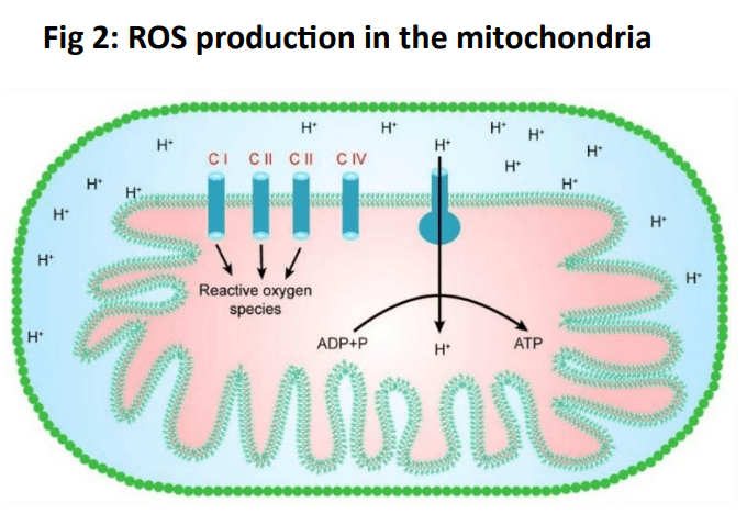 Role of polyphenols beyond antioxidants in poultry - Image 1