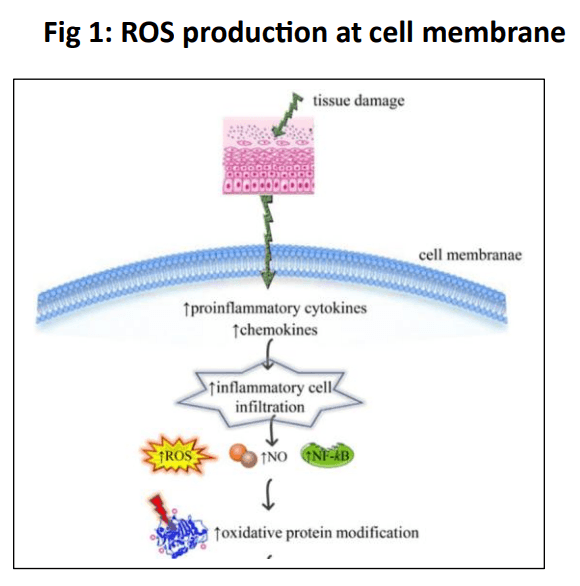 Fig 1: ROS production at cell membrane