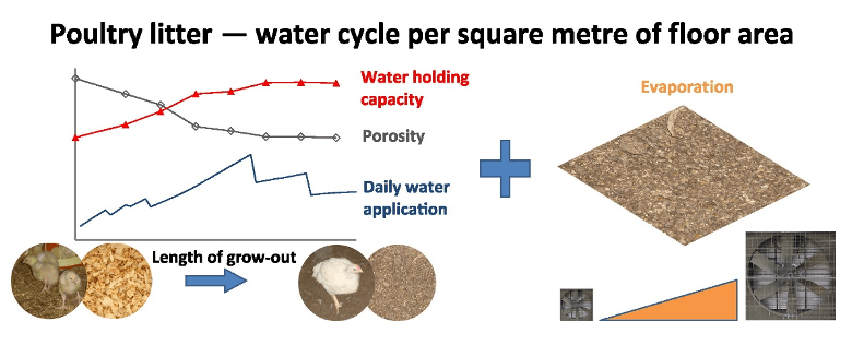 Behind the Mess: Causes of Wet Litter in Broilers - Image 6