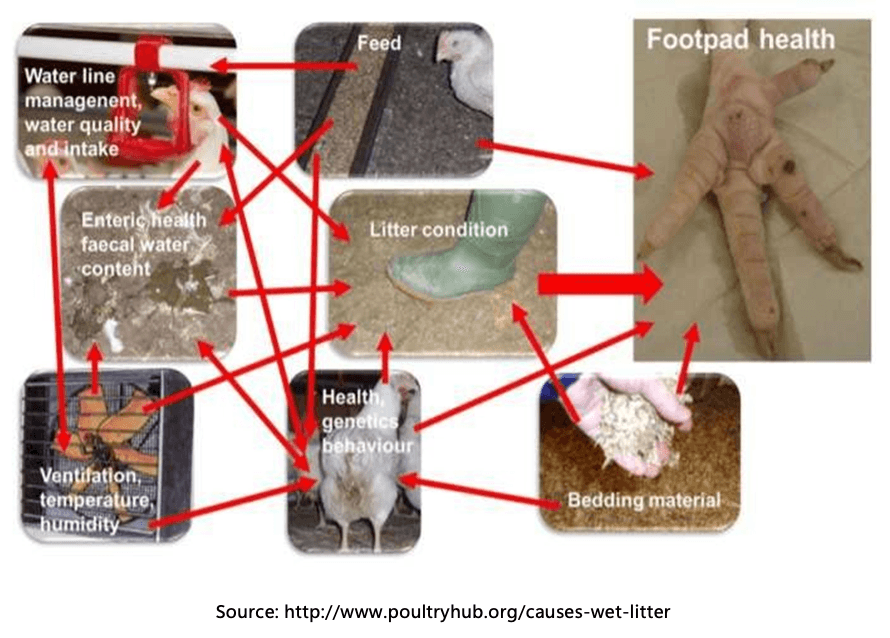Behind the Mess: Causes of Wet Litter in Broilers - Image 2