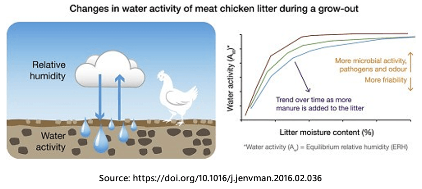 Behind the Mess: Causes of Wet Litter in Broilers - Image 4