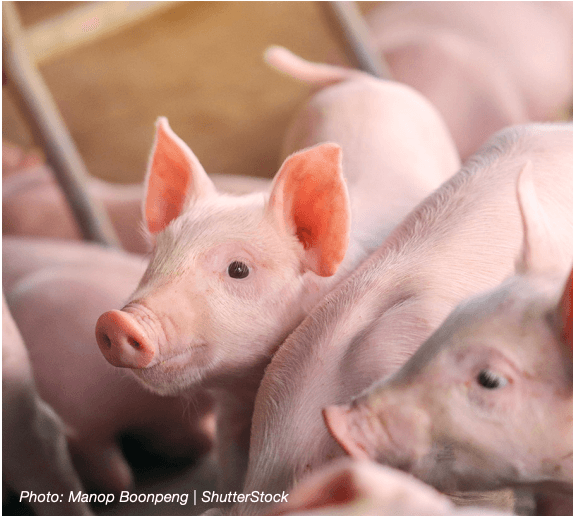 Simulated Digestion System for In Vitro Feed Digestibility - Image 1