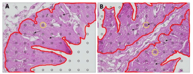 Fig. 2. Representative images showing goblet cells in the jejunum (A) and ileum (B). Intestinal mucosal layer, demarcated in red. Goblet cells, arrowhead. Contact area between goblet cells and the counting circle (black circle), highlighted in yellow.