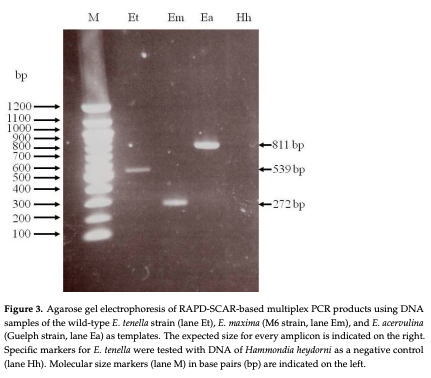 Figure 3. Agarose gel electrophoresis of RAPD-SCAR-based multiplex PCR products using DNA samples of the wild-type E. tenella strain (lane Et), E. maxima (M6 strain, lane Em), and E. acervulina (Guelph strain, lane Ea) as templates. The expected size for every amplicon is indicated on the right. Specific markers for E. tenella were tested with DNA of Hammondia heydorni as a negative control (lane Hh). Molecular size markers (lane M) in base pairs (bp) are indicated on the le