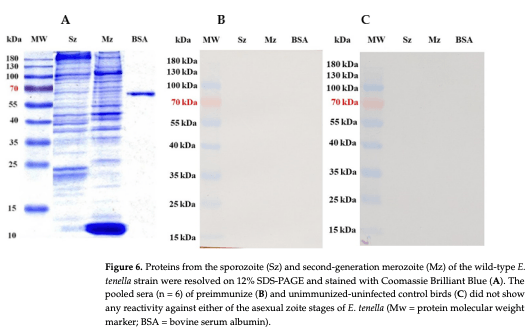 Figure 6. Proteins from the sporozoite (Sz) and second-generation merozoite (Mz) of the wild-type E. tenella strain were resolved on 12% SDS-PAGE and stained with Coomassie Brilliant Blue (A). The pooled sera (n = 6) of preimmunize (B) and unimmunized-uninfected control birds (C) did not show any reactivity against either of the asexual zoite stages of E. tenella (Mw = protein molecular weight marker; BSA = bovine serum albumin).