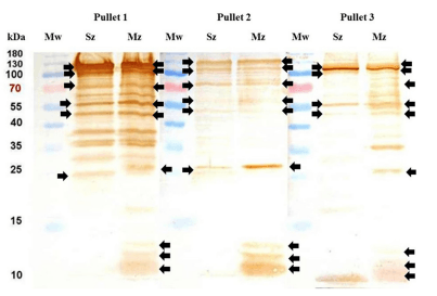 Figure 9. Immunoblots of sporozoites and merozoite antigens probed with serums from three pullets primary immunized with 5000 oocysts of E. tenella followed of two subsequent immunological boosters. Individual lanes of the Sz and Mz were loaded with 20 µg of each protein supernatant. The immunoblots were performed with individual serums from Pullet 1, Pullet 2, and Pullet 3, respectively. Each serum was diluted 1/100. After two weeks of the last booster, the black arrows show the same molecular mass polypeptides on both asexual zoite stages of E. tenella recognized by each pullet antiserum. Mw = protein molecular weight marker. The sporozoite and merozoite bands identified here correlate with the bands of the CBB stained 12% SDS-PAGE of Figure 6A.