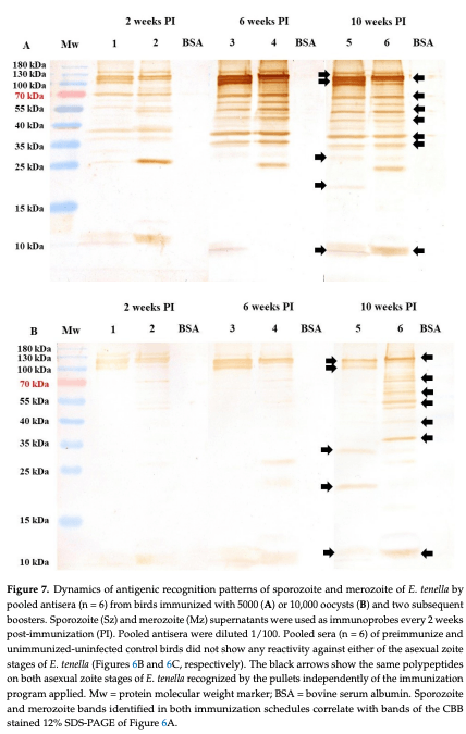Figure 7. Dynamics of antigenic recognition patterns of sporozoite and merozoite of E. tenella by pooled antisera (n = 6) from birds immunized with 5000 (A) or 10,000 oocysts (B) and two subsequent boosters. Sporozoite (Sz) and merozoite (Mz) supernatants were used as immunoprobes every 2 weeks post-immunization (PI). Pooled antisera were diluted 1/100. Pooled sera (n = 6) of preimmunize and unimmunized-uninfected control birds did not show any reactivity against either of the asexual zoite stages of E. tenella (Figure 6B and Figure 6C, respectively). The black arrows show the same polypeptides on both asexual zoite stages of E. tenella recognized by the pullets independently of the immunization program applied. Mw = protein molecular weight marker; BSA = bovine serum albumin. Sporozoite and merozoite bands identified in both immunization schedules correlate with bands of the CBB stained