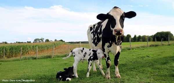 Precision Protein: How Amino Acids are Redefining Dairy Nutrition - Image 1