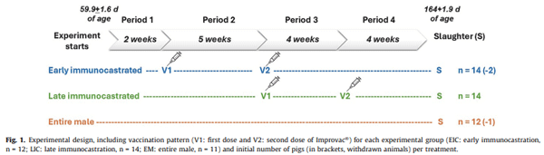 Bones, reproductive organs and carcass characteristics of entire, early and late immunocastrated male pigs - Image 2