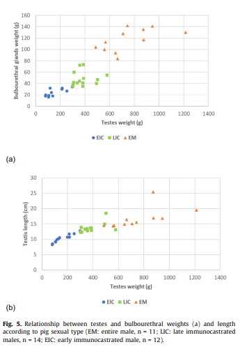 Bones, reproductive organs and carcass characteristics of entire, early and late immunocastrated male pigs - Image 6