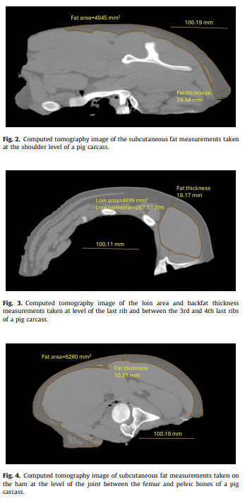 Bones, reproductive organs and carcass characteristics of entire, early and late immunocastrated male pigs - Image 3