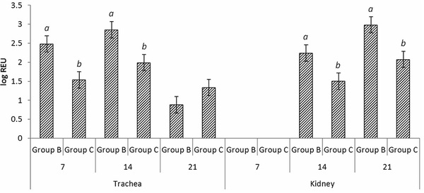 Comparative protective immunity provided by live vaccines of Newcastle disease virus or avian metapneumovirus when co-administered alongside classical and variant strains of infectious bronchitis virus in day-old broiler chicks - Image 9