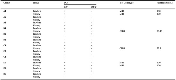 Comparative protective immunity provided by live vaccines of Newcastle disease virus or avian metapneumovirus when co-administered alongside classical and variant strains of infectious bronchitis virus in day-old broiler chicks - Image 8
