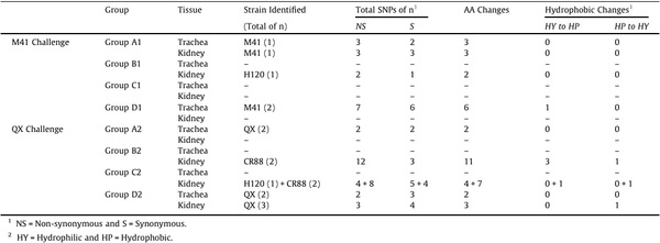 Comparative protective immunity provided by live vaccines of Newcastle disease virus or avian metapneumovirus when co-administered alongside classical and variant strains of infectious bronchitis virus in day-old broiler chicks - Image 4