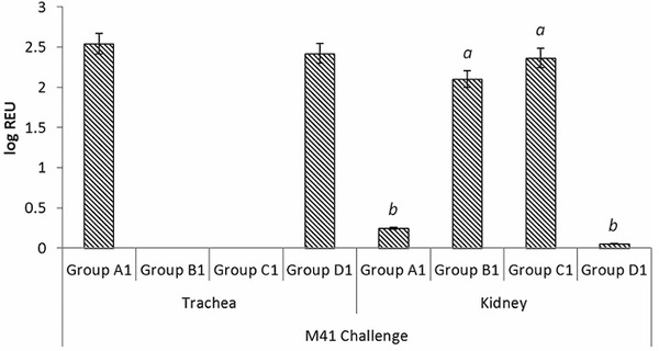 Comparative protective immunity provided by live vaccines of Newcastle disease virus or avian metapneumovirus when co-administered alongside classical and variant strains of infectious bronchitis virus in day-old broiler chicks - Image 10