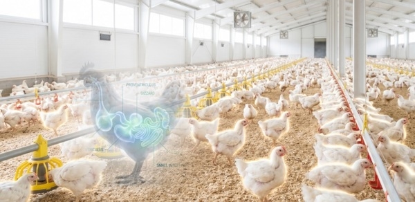 Novel Alternatives for Managing Antibiotic Resistance, Residues & Growth Promotion in Poultry - Image 1