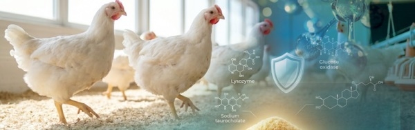 Novel Alternatives for Managing Antibiotic Resistance, Residues & Growth Promotion in Poultry - Image 3