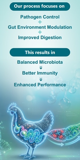 Novel Alternatives for Managing Antibiotic Resistance, Residues & Growth Promotion in Poultry - Image 4