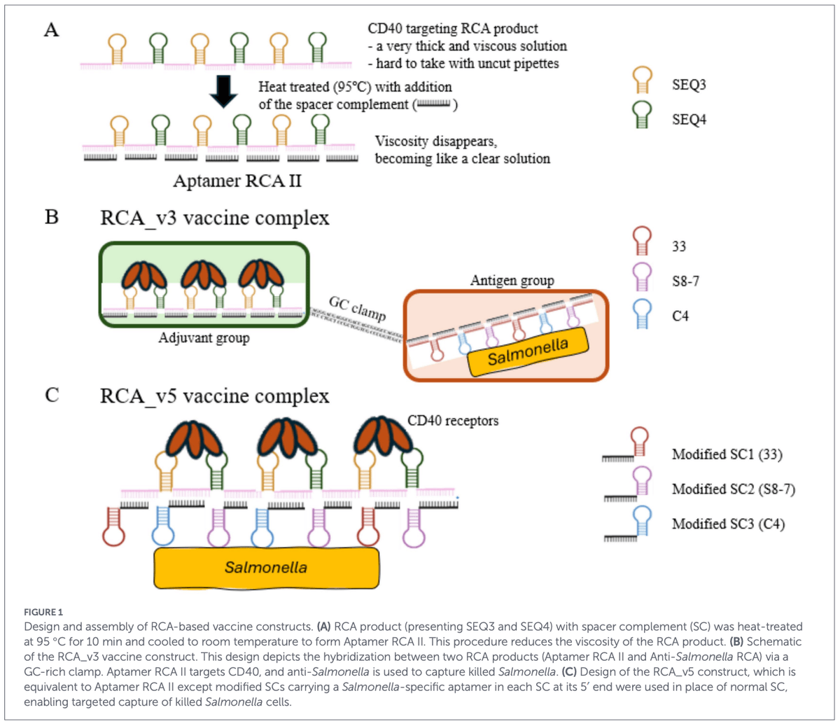 In vitro evaluation of CD40-targeting aptamer-based DNA vaccine adjuvants using HD11 cell culture - Image 3