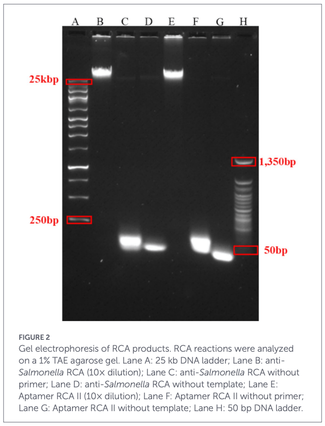 In vitro evaluation of CD40-targeting aptamer-based DNA vaccine adjuvants using HD11 cell culture - Image 5