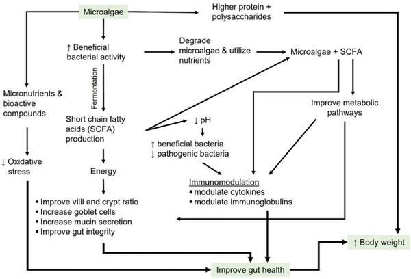 Effects of microalgae, with or without xylanase supplementation, on growth performance, organs development, and gut health parameters of broiler chickens - Image 2