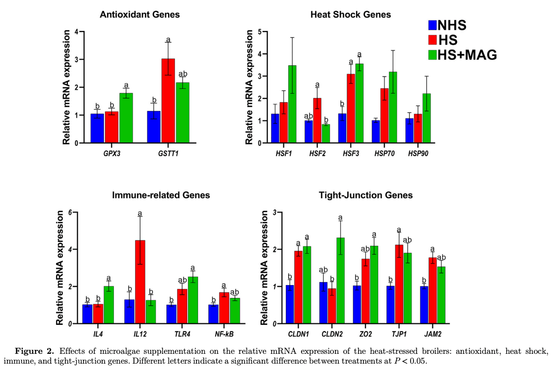 Dietary supplementation of microalgae mitigates the negative effects of heat stress in broilers - Image 5