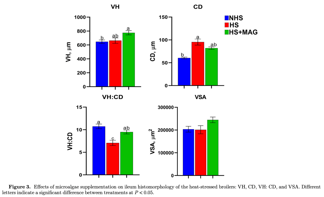 Dietary supplementation of microalgae mitigates the negative effects of heat stress in broilers - Image 7