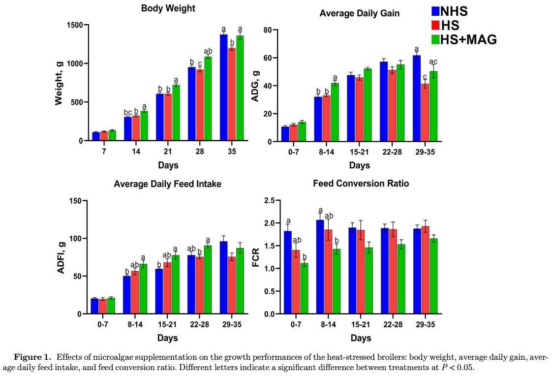 Dietary supplementation of microalgae mitigates the negative effects of heat stress in broilers - Image 3