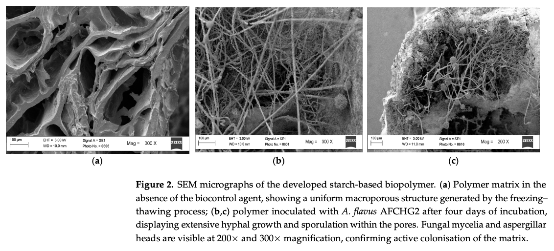 Reducing Aflatoxin Accumulation in Maize: Development and Performance of a Novel Biological Input - Image 1