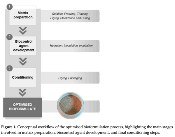 Figure 1. Conceptual workflow of the optimised bioformulation process, highlighting the main stages involved in matrix preparation, biocontrol agent development, and final conditioning steps.