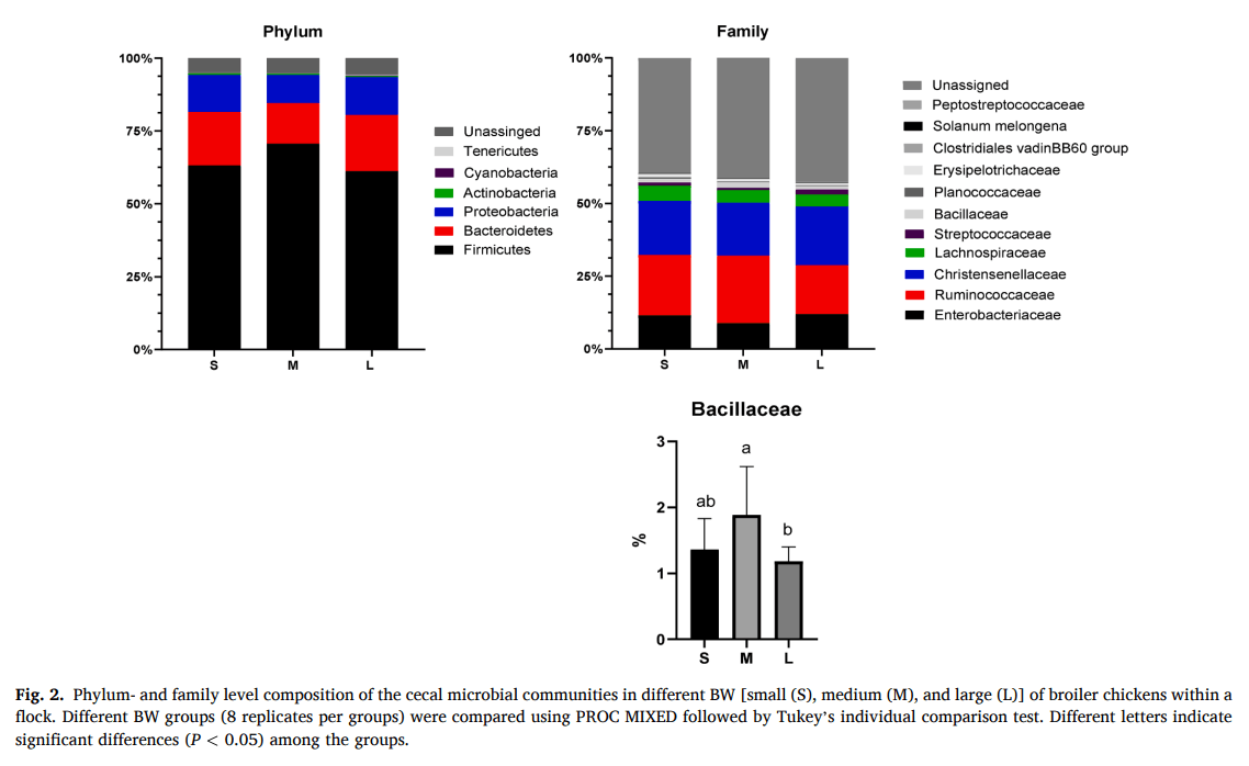 Appetite gene expression and gut microbiota in broiler chickens with varying body weights: a new perspective on flock uniformity - Image 3